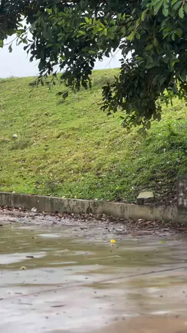 Hnay ở cây ai thấy bọn mik ko 😀#xuhuongtiktok #xuhuongtiktok 