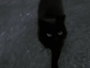 natures best creation 🎶🐈‍⬛ #foryou #girlblogger #blackcat #2000s #targetaudience 