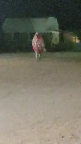 انا وطالع استلم الخدمه بالليل في الجو البرد ده 😂😂🤦#🇪🇬 #الجيش #مليون_مشاهدة❤ #حمات_الوطن #اكسبلور 