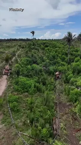 Mesin Perusak Hutan- Misteri Correntão! #Correntao #Kontroversi #shorts