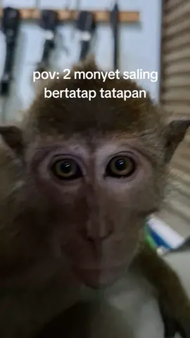 monyet e sek ndi hayo😂