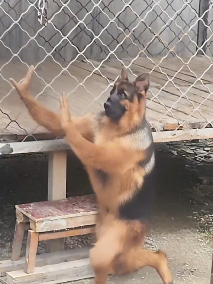 sangpu #fyyyyyyyyyyyyyyyyyyy #tiktokbangladesh #viralvideo #trending #foryoupage @tiktok creators @TikTok Bangladesh 