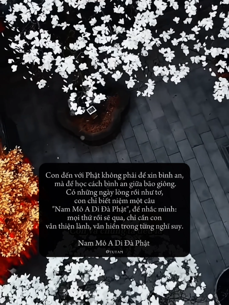 Nam Mô A Di Đà Phật #phatphap #phatphapnhiemmau #nammoadidaphat 