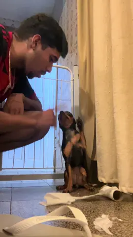 uma conversa sincera 🤣 #trend #engraçado #pet #viral 