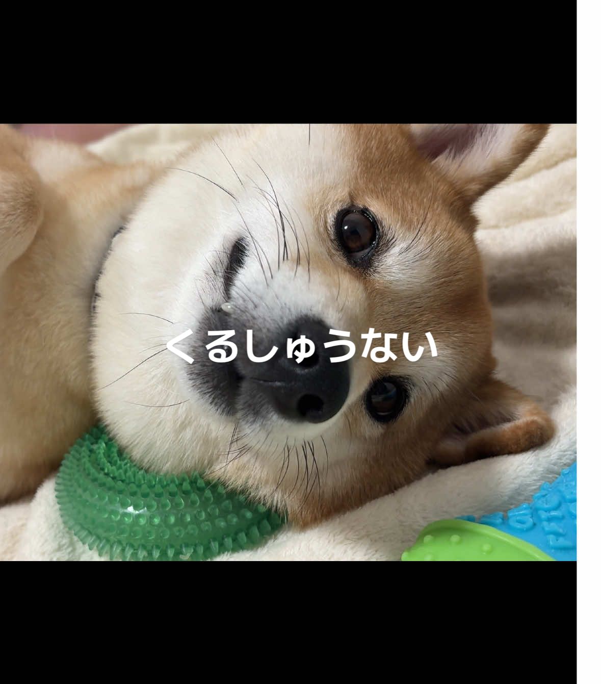 パパの撫で方はちょっと遠慮気味😇笑 #豆柴 #茶ノ吉 #柴犬 #なでなで 