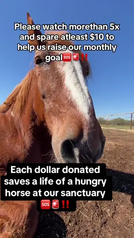 #horse #sanctuary #usa_tiktok #Texas 