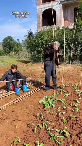 #tiktok #giaitri #haihuoc 