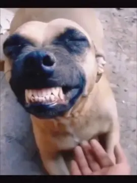 Dogs cute 🥰 #DogTalks #PuppyLove #DogOwners #CuteDogs #DogLife 