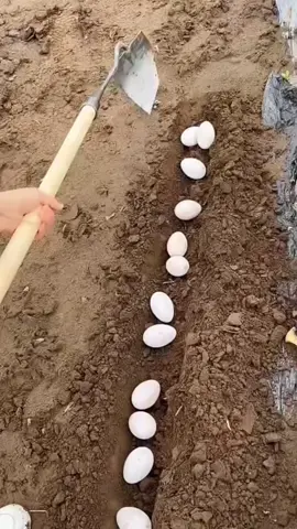 Cào lật đất vun luống #xuhuong #dungculamvuon #caolatdat 