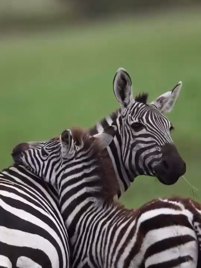 #animalsbabу #животныеиихдетки 