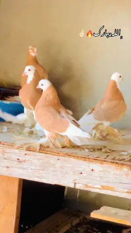 #ذكر_الله_واجب😍🕊 #عزو_السليني #زليتن_ليبيا_زليتن_وأحلى_زليتن❤️🔥 #زليتن_عاصمة_الدولار #لايك__explore___ 