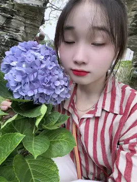 cứ bị mê hoa này gòy😍😍#hoacamtucau#chuadienquangbacninh #Camtucau#xuhuong 