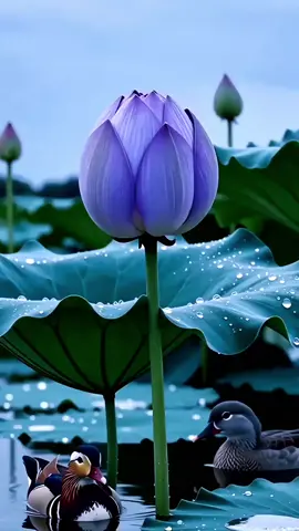 Chúc cả nhà đêm an ! #nhacthien  #phatphapnhiemmau 