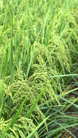 ถ้าไม่โดนผม100+ถังมีให้เห็น#5451🌾💚 #t25ก็ไม่หมูน่ะจ๊ะ🐽🚀💯 #อะไรที่เป็นผมสุดเสมอ😎💯 #PSKโดรนเกตษร🌾💊🛬 #