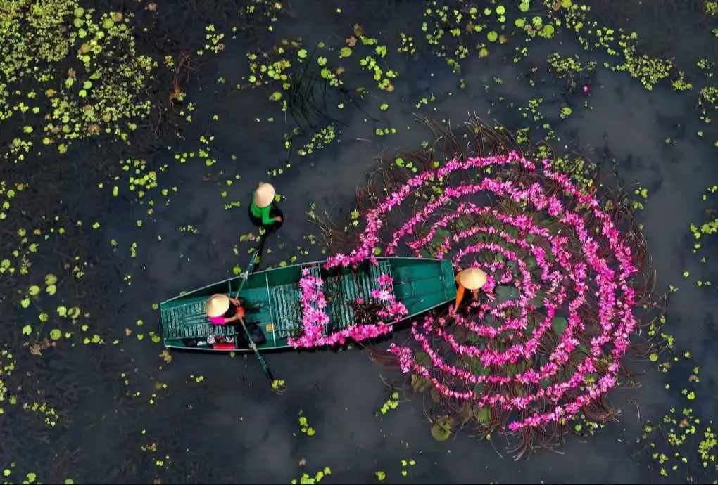 Giữa làn sương sớm, hoa súng nở rộ – đánh thức vẻ đẹp yên bình nhất của Tam Cốc 📸: NAG JEE KWONG TAN #tamcoc #ninhbinh #vietnam #DiSanVietNam #muahoasung