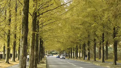 It’s a beautiful life—Crush#autumn #🍁 #秋#金沢#japan 