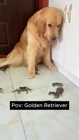 golden 💕💕 #goldenretrieverlife #goldenretriever #golden #fyp #dog 