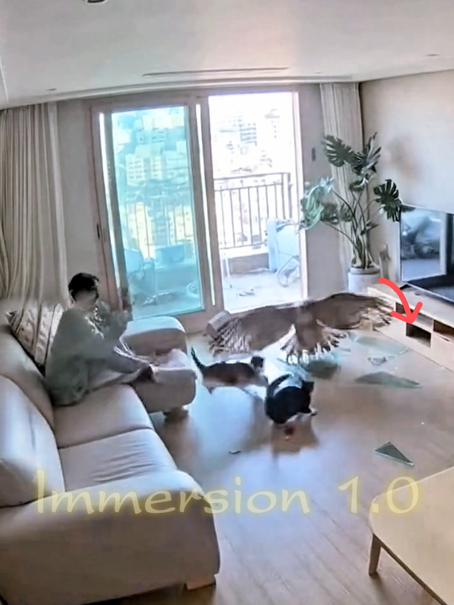 A hawk invades the living room! A mother cat's love~ 🦅🐈‍⬛👍