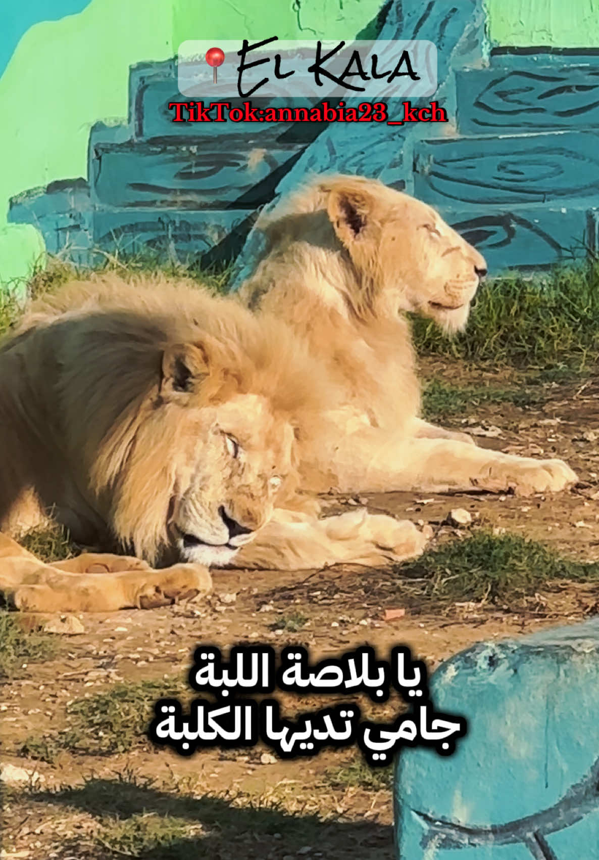 #elkala_algeria🇩🇿🇩🇿🇩🇿🇩🇿 #viral #foryoupage #fypシ #fyp 