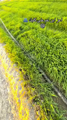 #@﮼عبودی ﮼الجنابی🔥🖤 @﮼عبدالله،الصچري💙🦅