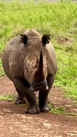 #kenya #nairobikenya #nairobinationalpark #safari #jumbo 