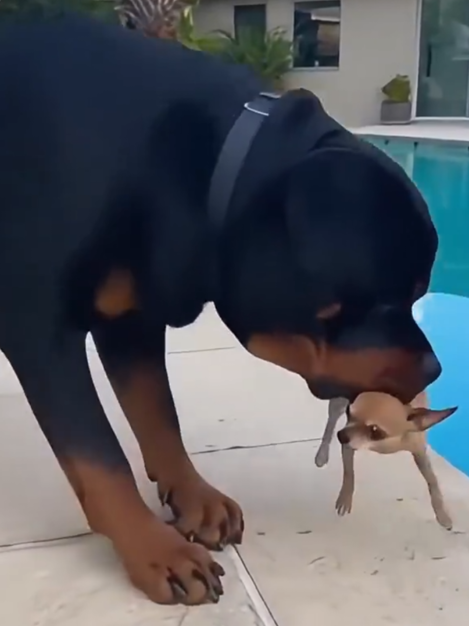 Infalible #funny #conflictosdepareja #resolviendo 