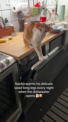 Almost a year ago, Nacho’s legendary dishwasher spa went viral – warming hearts all over the internet. Millions were fascinated by his unique sense of… wellness.  Those of you who know Nacho know that he is not just any cat – he is an innovator. A thinker. A spa visionary who discovered that the warm steam from a running dishwasher is the ultimate way to heat up one’s salad tong legs. Sadly, the original spa is currently out of service. We’ve tried every possible fix (including spare parts and desperate prayers), but the steam remains silent. We’re now saving up for a new machine – one that can live up to Nacho’s high standards of luxury leg-warming. Hopefully, the grand reopening of the Spa will happen before Christmas… Patience, dear friends. The Honk who waits shall be steamed again. 😼💨 #orientalshorthair #saladtongspa #weirdpets 