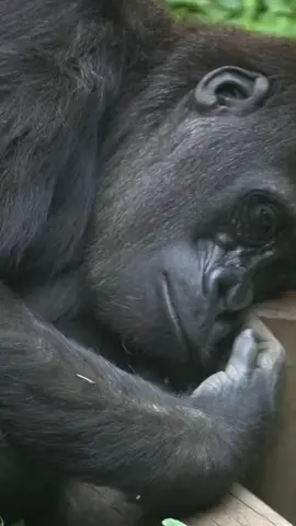 Tak lagi sama#aslamualaikum #hiburan #fypシ゚viral 