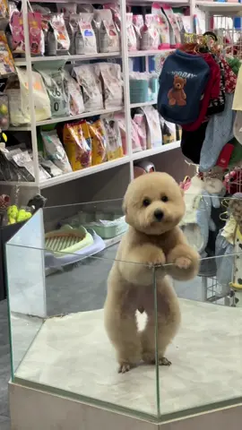 nhảy 1 bài rồi đi về nà 😜 #cutedog #pethyatt 