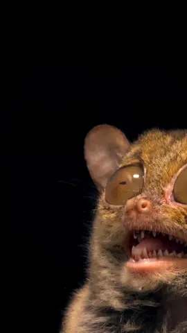 MNYAMA ANAYE LALA MDA MREFU 