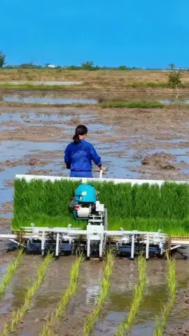 mesin tanam padi 6 alat tanam 🚜🌾