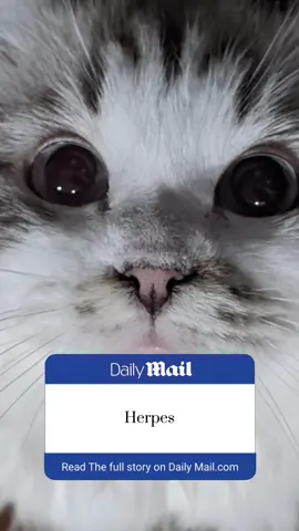 she said it’s chronic not contagious 💅 #cat #cattok #catsoftiktok #felineherpes  