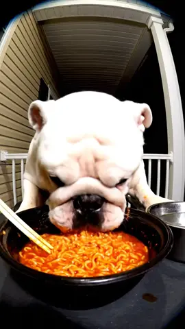 Pitbull eat Buldak Korean spicy #fyp #funny #viral  #titok #animals 