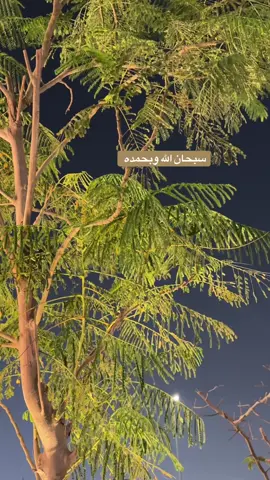 #سبحان_الله_وبحمده_سبحان_الله_العظيم #قران_كريم 