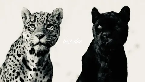 #leopard #panther #leopardandpanther #viral #fyp 