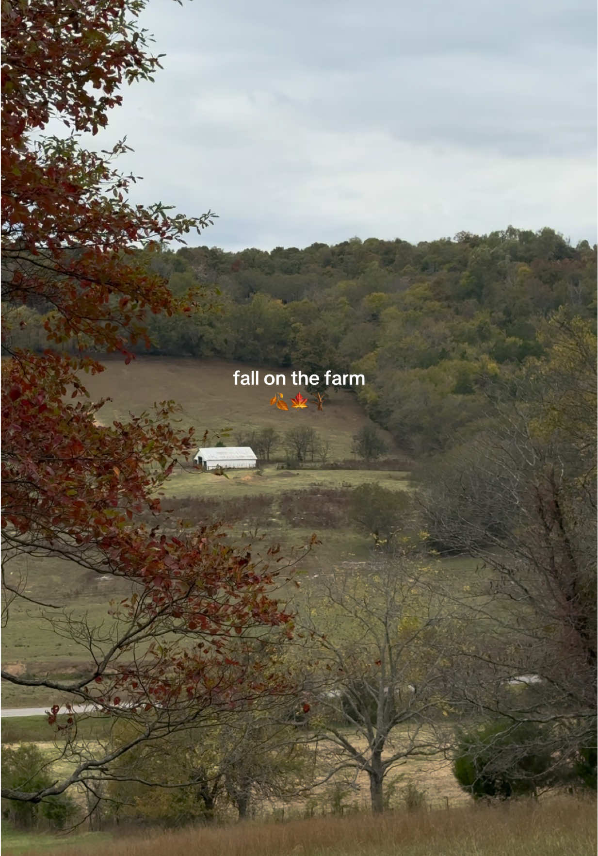 Serotonin levels 📈☺️  #tnfarm #farmhouse #tnfarmhouse #fall #countryliving 