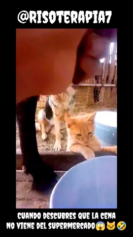 Producto directo de fabrica🐱🤣🐄#humor #meme #viral #video #funny 