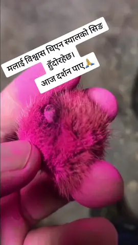 नेपालमा के हुँदैन ? अनमोल मूल्य पर्ने हिरा देखि करोडौंको स्याल सिङ समेत हुँदोरहेछ। #syalko_sing🐾