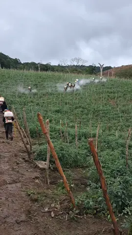 Llegamos con todo 🔥🍅🫡 #tomates🍅 #video #mx #bdtiktokofficial #agro