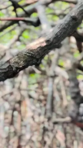 අද මාත්ගිය කට්ටියත් එක්ක මාදු #පැටියා #viraltiktok #ලස්සන 