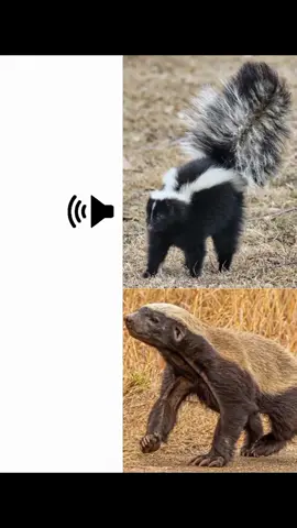 W9🤣🤣 #عسيلة