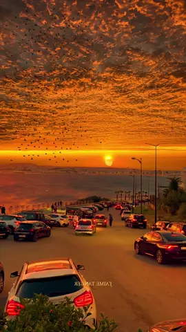 The sunset 🌄 and the geese flying together, I love it, and I love you even more ✨#sunset #fyp 