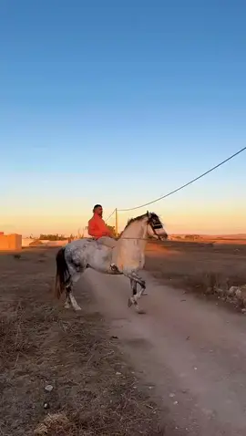 #خيل_وخياله🐎 #مشاهير_تيك_توك_مشاهير_العرب #youtube 