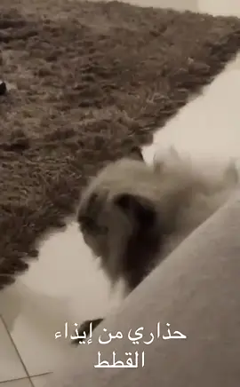 #ترندات_تيك_توك #مساءالخير #ام طلال