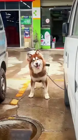 🤣Funny Animals 2025🤣Funny Dogs Video🐶 part-219 #funnyanimalvideos #funnyanimals #funnyvideos 