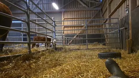 #cow #farmlife #cows #agriculture #animal 