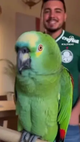 #chupapalmeiras #naoyemmundial #timao #porco