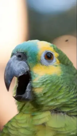 #PapagaioFofoqueiro 🦜#viniciusjunior #fofocadodia  #CasalDoMomento 💅 🤣🤣🤣