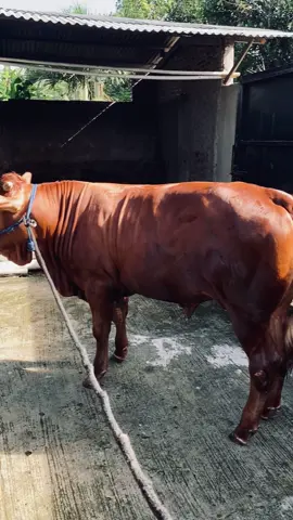 Ximplah ximplah🤩#peternaksapi #pedetsuper#peternakmuda