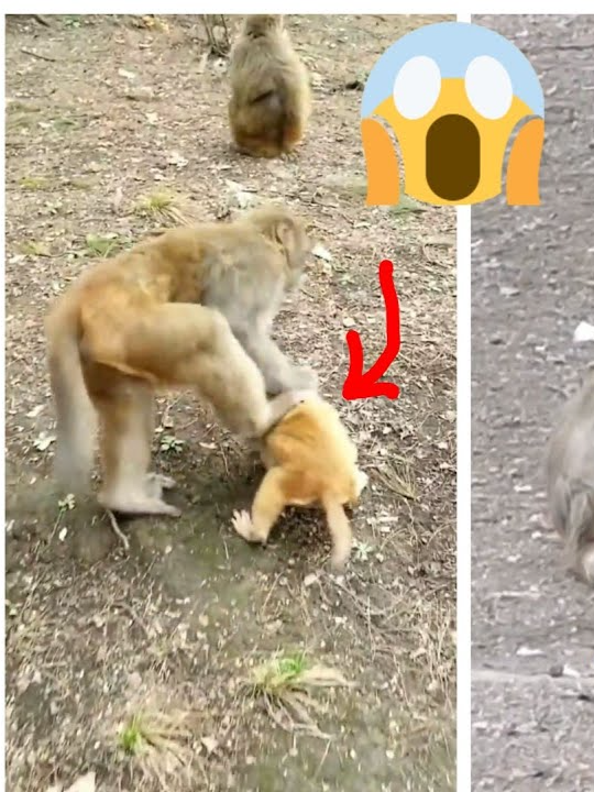 Ooh MG!! Monkey Mom Doesn't Love And Torturing Her Baby To Cry Loudly😱. #virals #monkey #cute #love #reels #foryou
